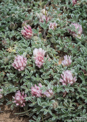 Trifolium andersonii