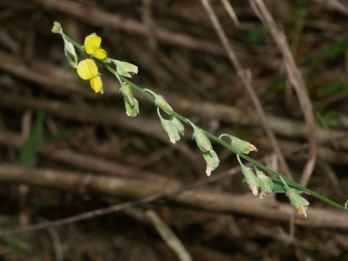 Image of Crotalaria albida by (c) Jacy Chen, some rights reserved (CC BY)