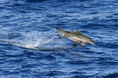 Delphininae