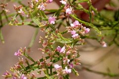 Jacksonia thesioides