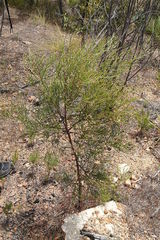 Jacksonia thesioides