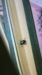 Dermorhytis kandyensis