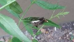 Trematocoris lobipes