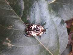 Protaetia aurichalcea