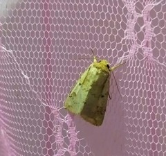 Lepidoptera