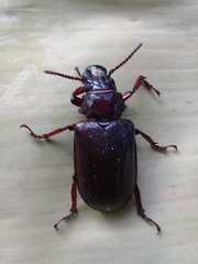 Cantharocnemis downesii