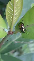 Dermorhytis kandyensis