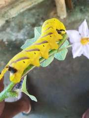 Acherontia