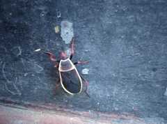 Probergrothius varicornis