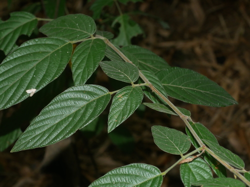 Image of Dendrolobium triangulare by (c) Jacy Chen, some rights reserved (CC BY)