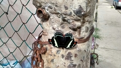 Catonephele numilia esite