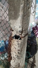 Catonephele numilia esite