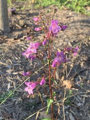 Penstemon tenuis