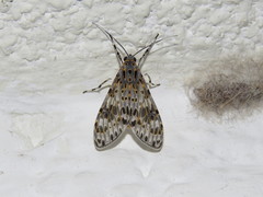 Eucereon myrina