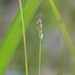 Bristle-stalked Sedge - Photo (c) T. Abe Lloyd, some rights reserved (CC BY-NC), uploaded by T. Abe Lloyd