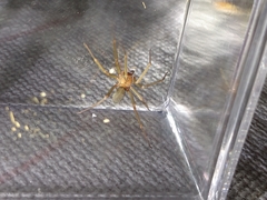 Loxosceles amazonica