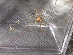 Loxosceles amazonica