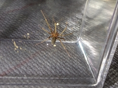 Loxosceles amazonica