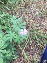 Lupinus parviflorus