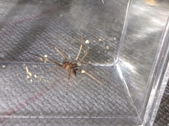 Loxosceles amazonica