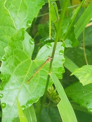 Agriocnemis pygmaea