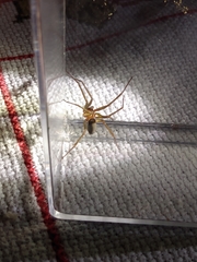 Loxosceles amazonica