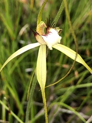 Caladenia pholcoidea