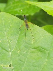 Taeniapterinae