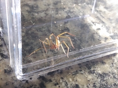 Loxosceles amazonica