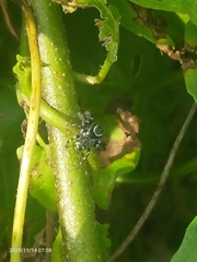 Salticidae