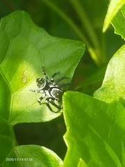 Salticidae