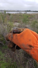 Sceloporus occidentalis