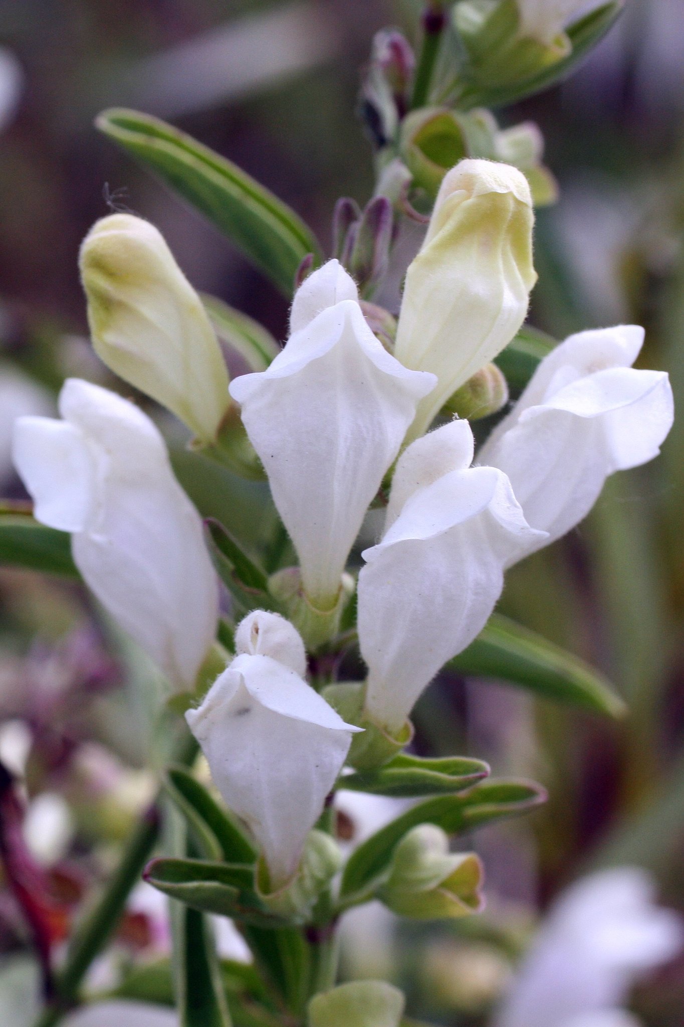 Scutellaria californica