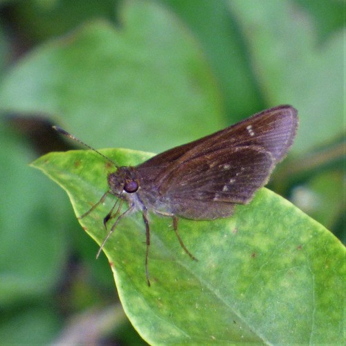 Cymaenes zama