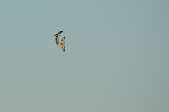 Haliaeetus leucocephalus