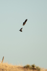 Haliaeetus leucocephalus