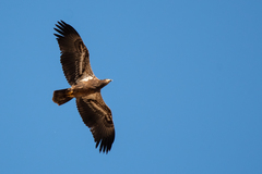 Haliaeetus leucocephalus