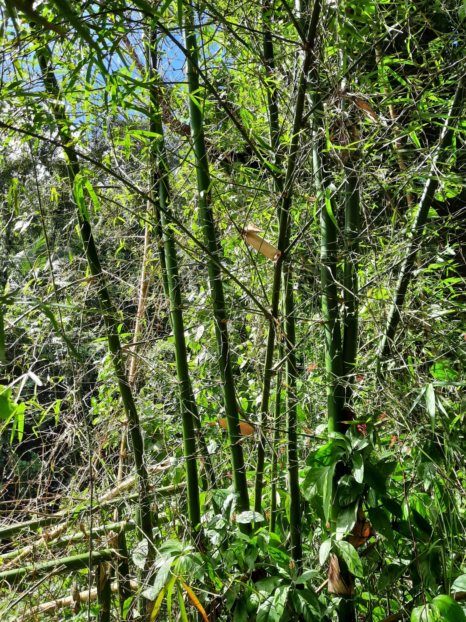 common bamboo (Bambusa vulgaris)  iNaturalist