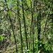 Bambú Asiático - Photo (c) darilismelendez84, algunos derechos reservados (CC BY-NC), subido por darilismelendez84