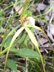 Caladenia pholcoidea