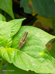 Acrididae