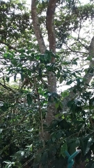Thisbe lycorias