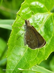 Hesperiidae