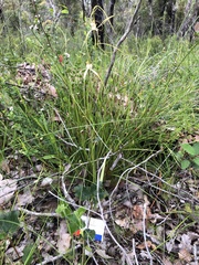 Caladenia pholcoidea