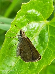 Hesperiidae
