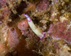 Hypselodoris violabranchia image