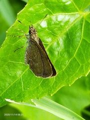 Hesperiidae