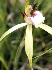 Caladenia pholcoidea
