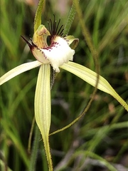 Caladenia pholcoidea