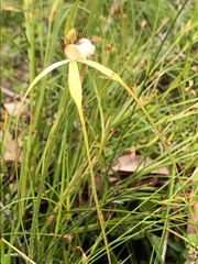 Caladenia pholcoidea
